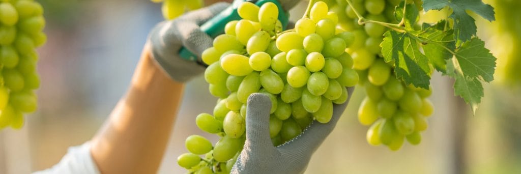 recogiendo uvas en un vinedo