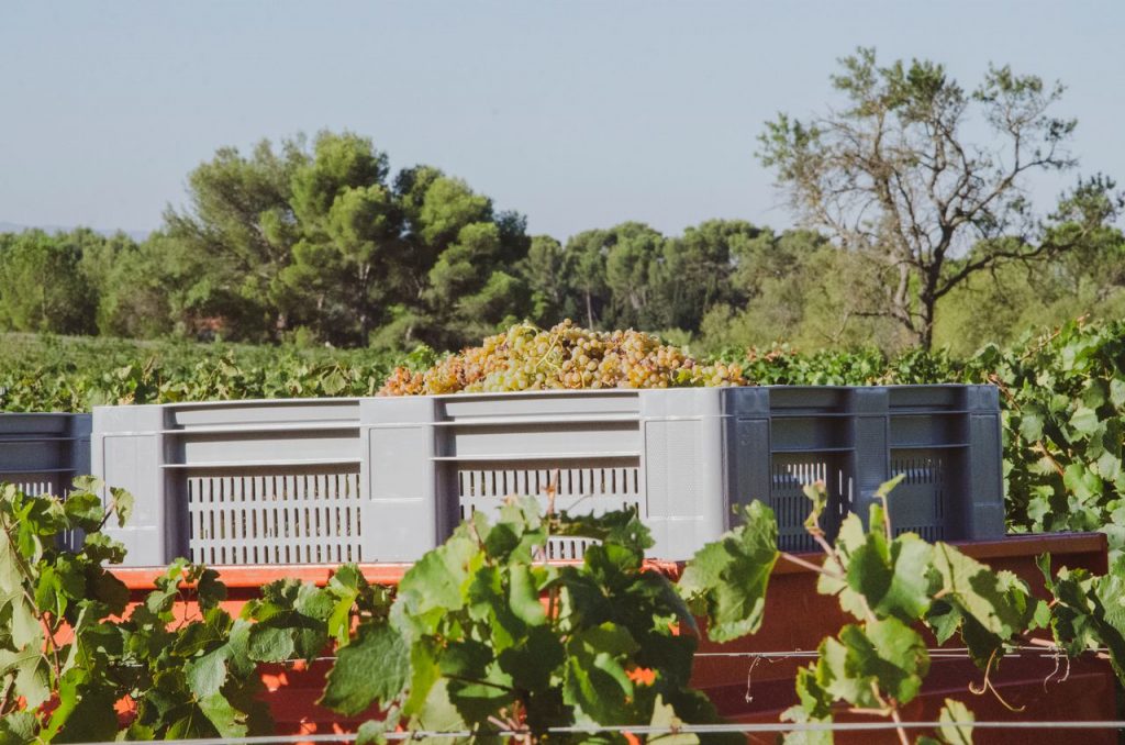 Crates filled with harvested grapes in a sunlit vineyard, surrounded by lush green vines.