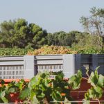 Crates filled with harvested grapes in a sunlit vineyard, surrounded by lush green vines.